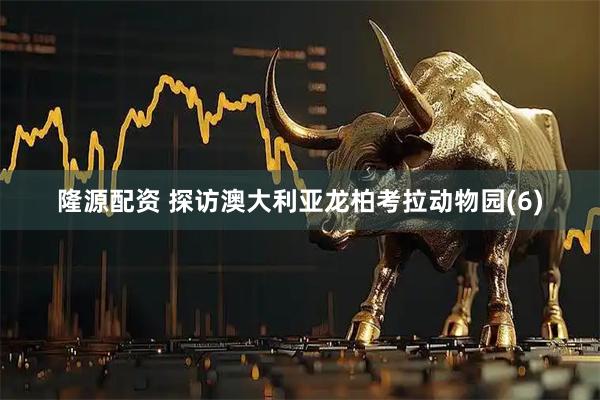 隆源配资 探访澳大利亚龙柏考拉动物园(6)